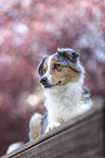 female Australian Shepherd