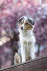 female Australian Shepherd