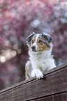 female Australian Shepherd