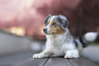 female Australian Shepherd