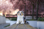 female Australian Shepherd