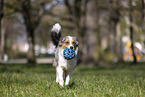 female Australian Shepherd