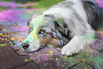 blue-merle Australian Shepherd