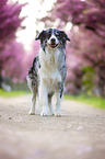 Australian Shepherd