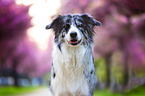 Australian Shepherd