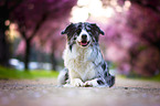 Australian Shepherd