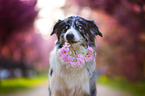 Australian Shepherd