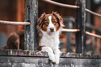 Australian Shepherd