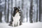 Australian Shepherd in winter