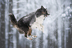 Australian Shepherd in winter