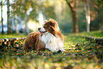 Australian Shepherd