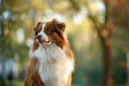 Australian Shepherd