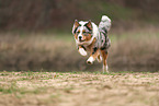 Australian Shepherd