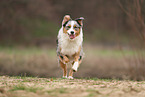 Australian Shepherd