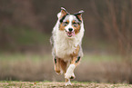 Australian Shepherd