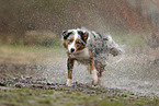 Australian Shepherd