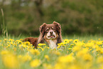 Australian Shepherd