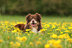 Australian Shepherd