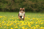 Australian Shepherd