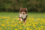 Australian Shepherd