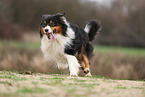 Australian Shepherd