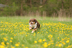 Australian Shepherd