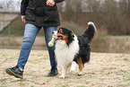 Australian Shepherd