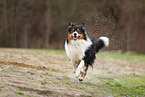 Australian Shepherd