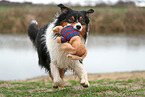 Australian Shepherd