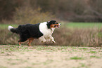 Australian Shepherd