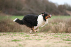 Australian Shepherd