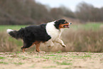 Australian Shepherd