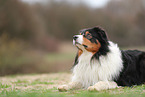 Australian Shepherd