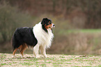 Australian Shepherd