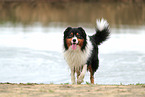 Australian Shepherd