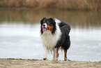 Australian Shepherd