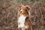Australian Shepherd