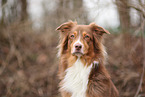 Australian Shepherd