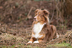 Australian Shepherd