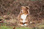 Australian Shepherd