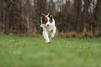 Australian Shepherd