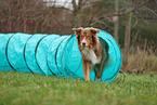 Australian Shepherd