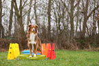 Australian Shepherd