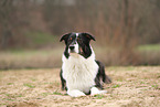 Australian Shepherd