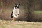 Australian Shepherd