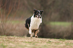 Australian Shepherd