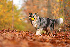 Australian Shepherd