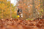 Australian Shepherd