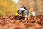Australian Shepherd