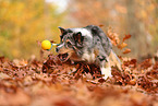 Australian Shepherd
